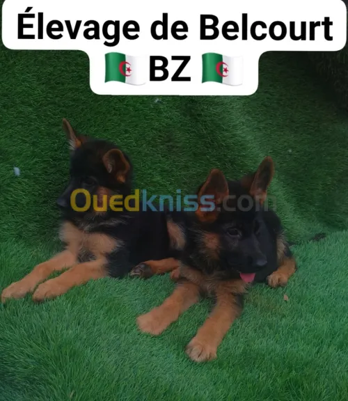 Deux femelles berger allemand