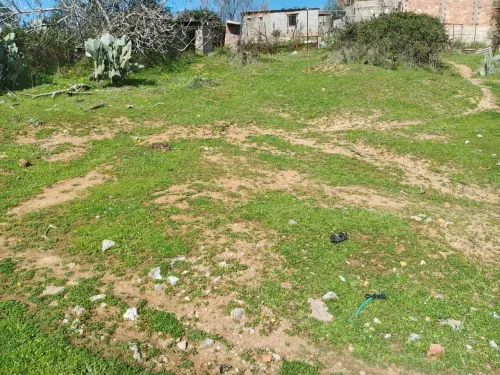 Vente Terrain Boumerdès Thenia