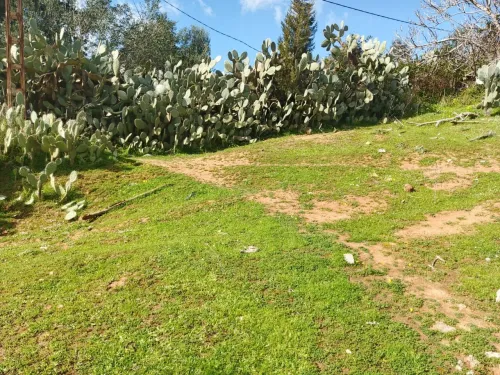 Vente Terrain Boumerdès Thenia