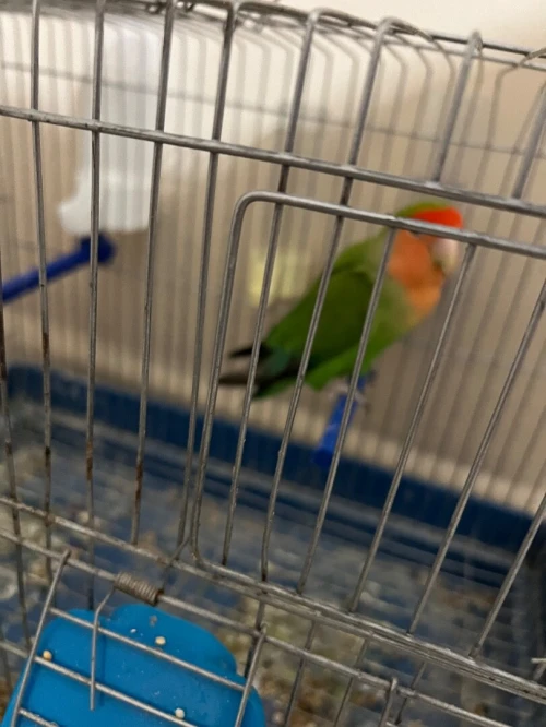 Canari