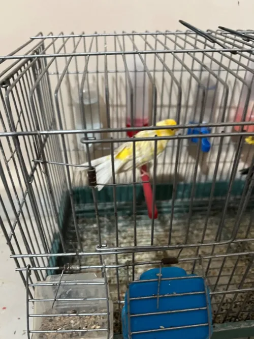 Canari satiné
