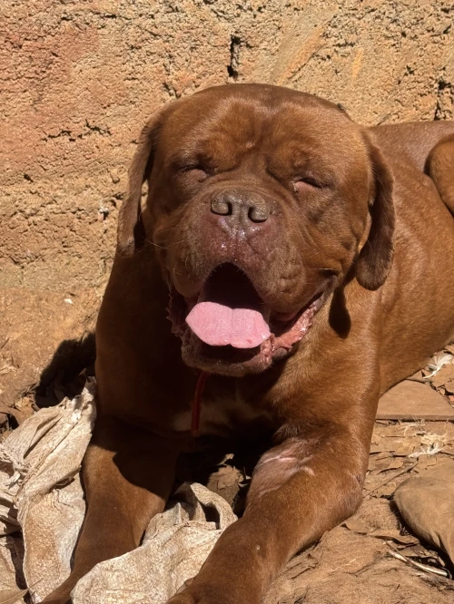 Dogue de Bordeaux