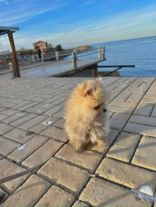 Spitz Pomeranian,  Spitz nain,loulou de pomeranie 