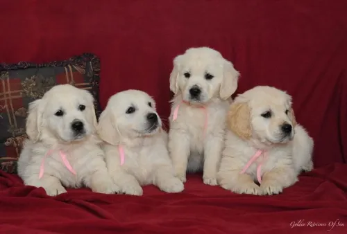 Golden retriever