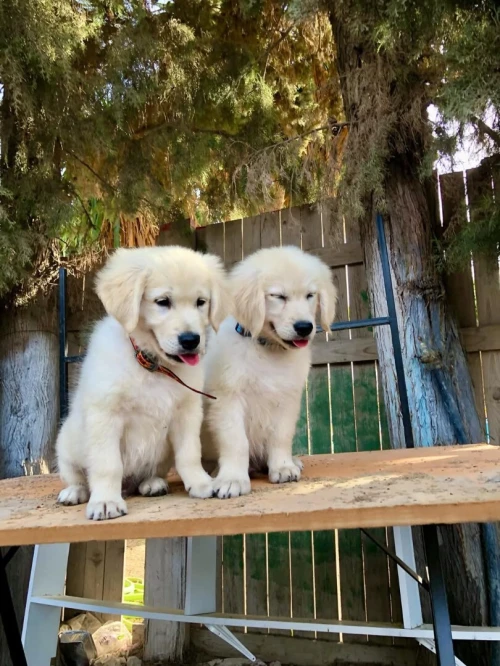 Golden retriever