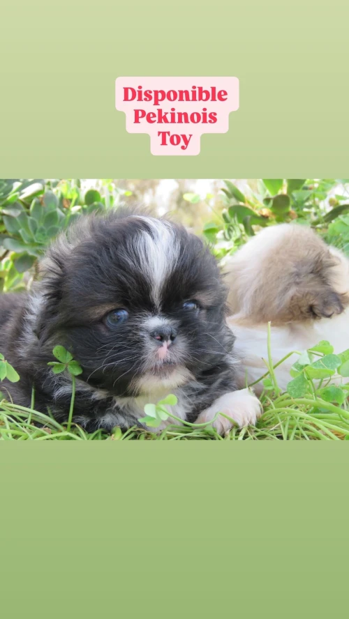 Pekinois mini بيكينوا