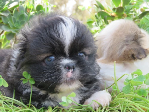 Pekinois TOY