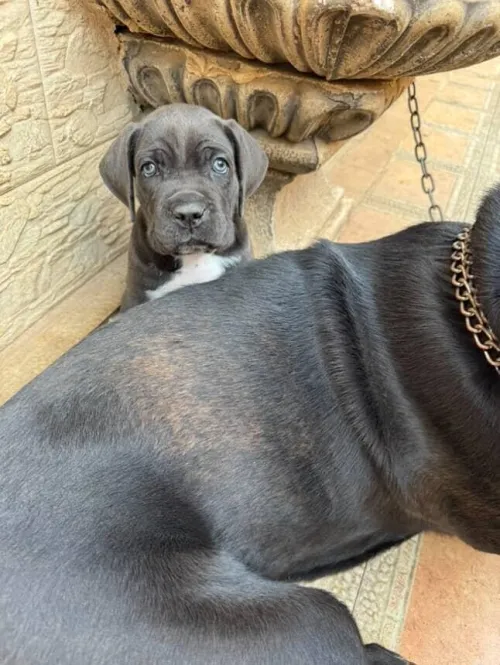 Cane corso ,كاني كورصو