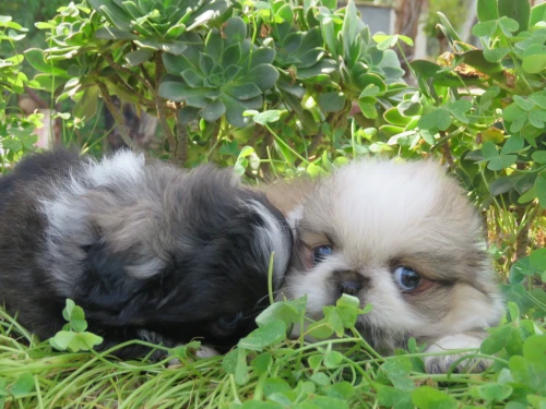 Pekinois mini بيكينوا
