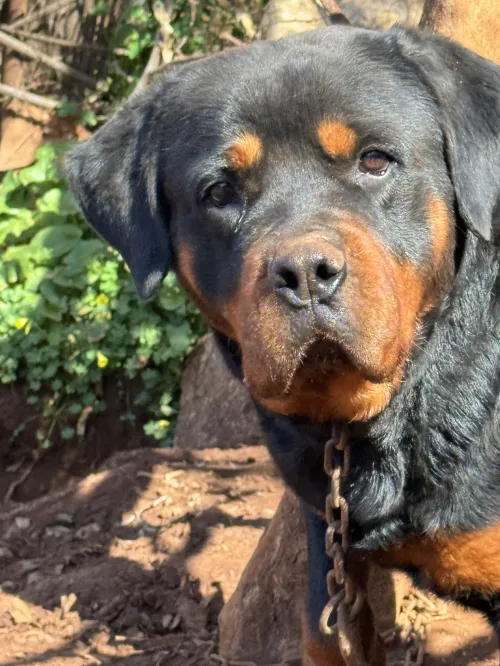 Rottweiler