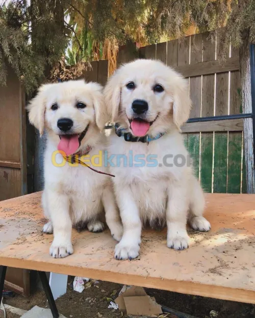 Golden retriever 