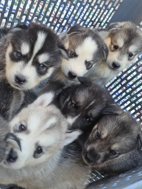 Husky/malamute/ Husky Agouti هاسكي