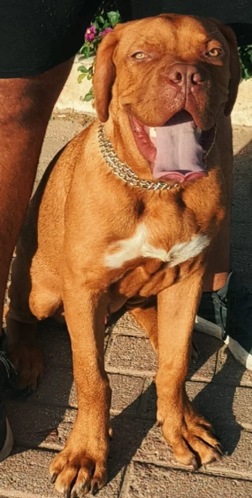 Dog de Bordeaux 