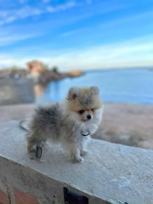 Spitz Pomeranian,  Spitz nain,loulou de pomeranie 