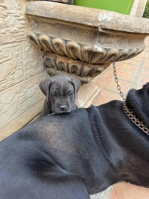 Cane corso ,كاني كورصو