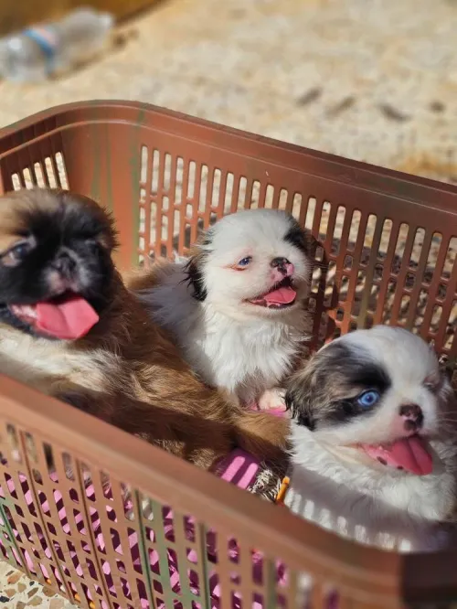 Pekinois mini بيكينوا