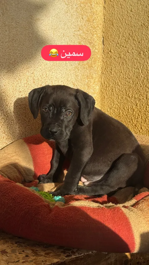 Cane corso كاني كورصو