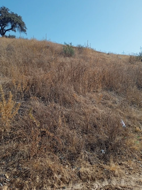 Vente Terrain Bouira Ain el turc