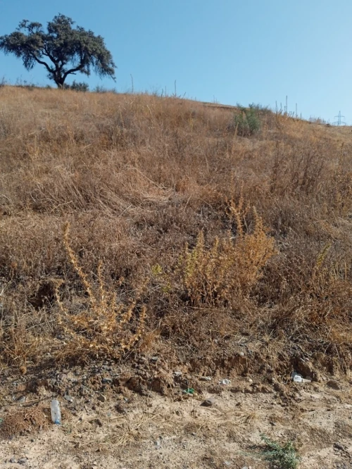 Vente Terrain Bouira Ain el turc