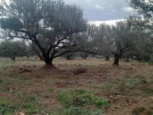 Vente Terrain Béjaïa Akbou