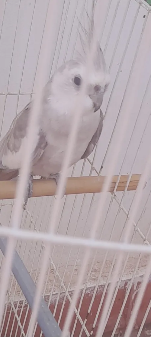 Calypso