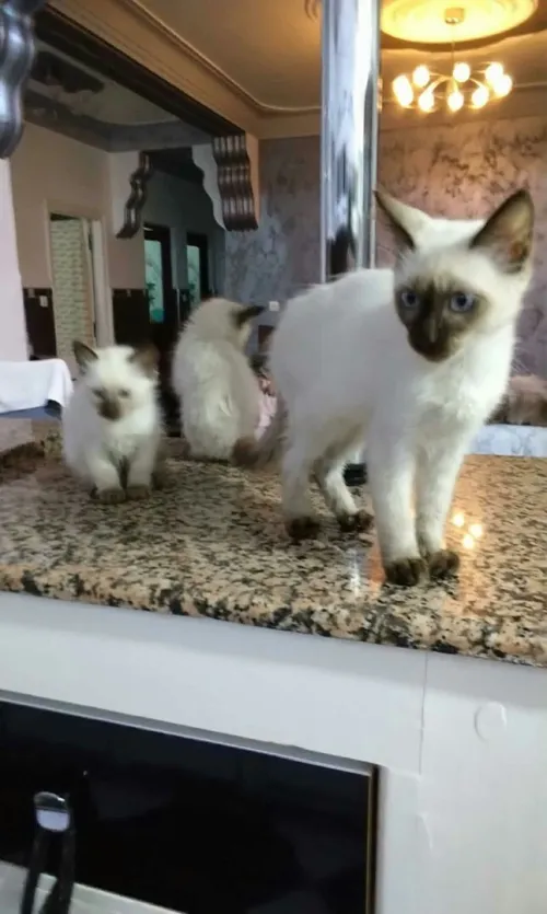 Chat Siamois