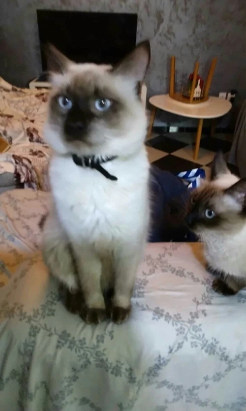 Chat Siamois