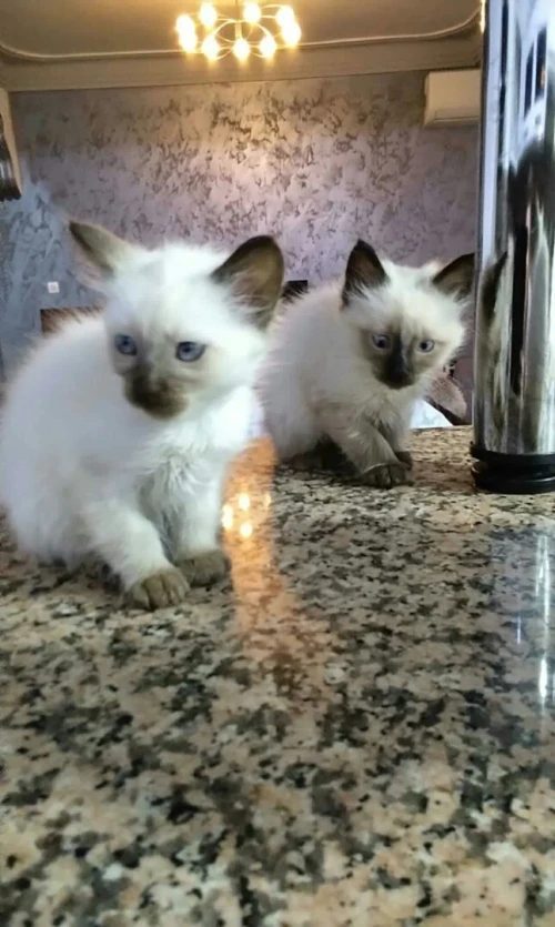Chat Siamois