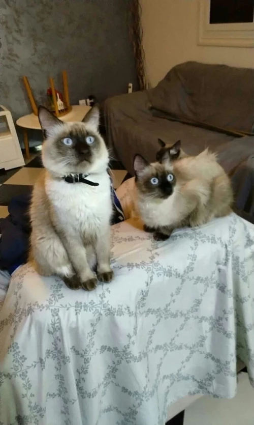Chat Siamois