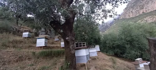djurdjura miel