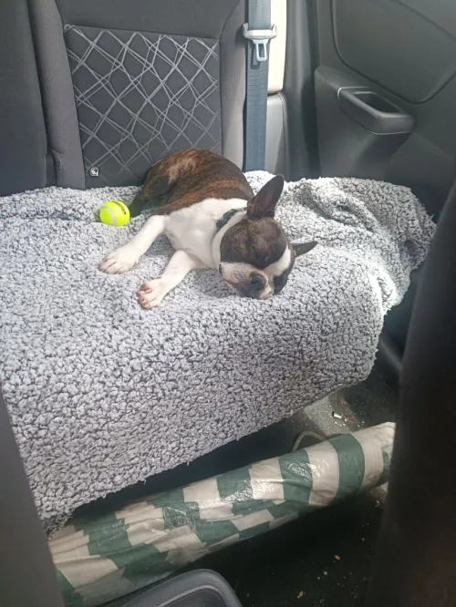 Boston terrier 