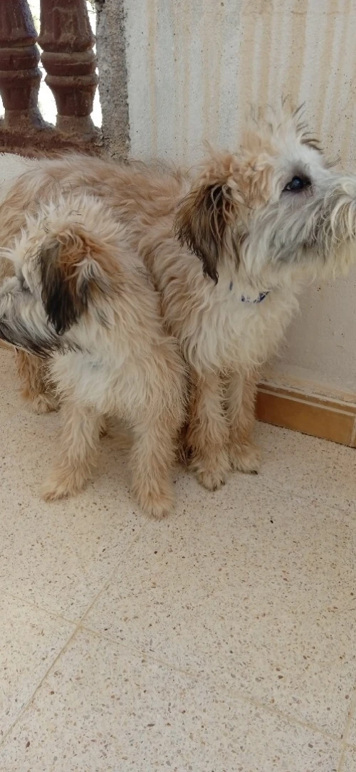 Caniche