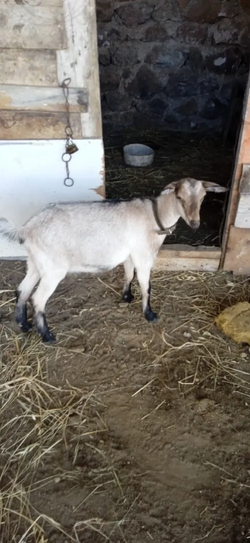 Chèvre 