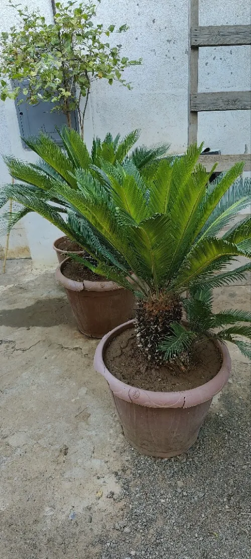 Plant seca Pour decocation