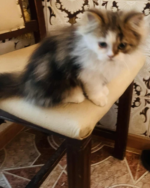 chaton persan male