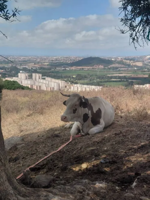 Vente Terrain Boumerdès Khemis el khechna