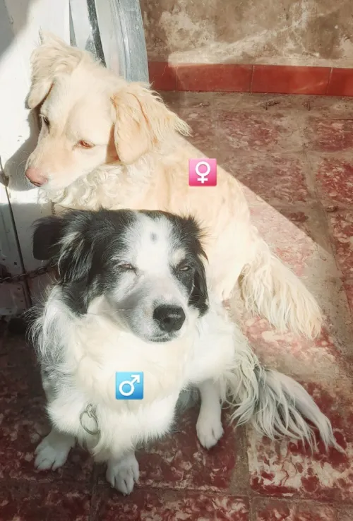 Chien Biche  chiwawa