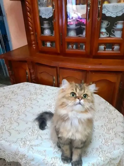 Chat persan golden