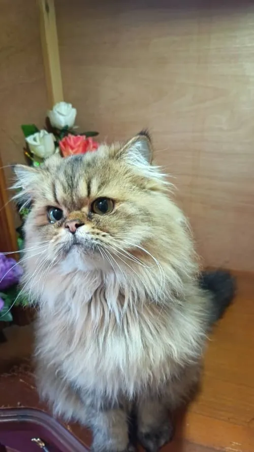 Chat Persan golden
