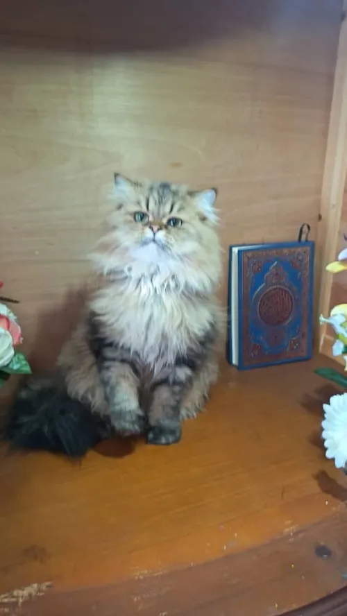 Chat Persan golden