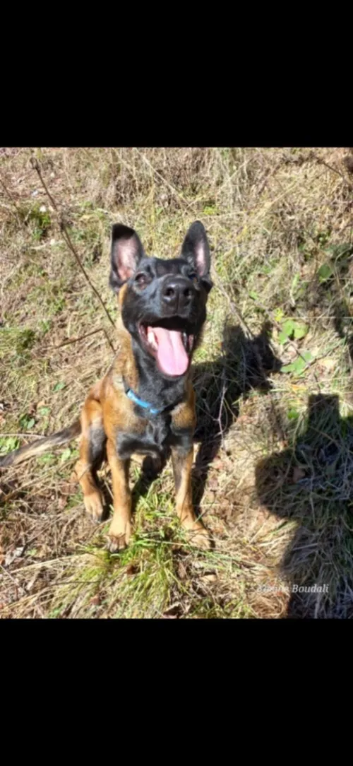 Femelle Malinois