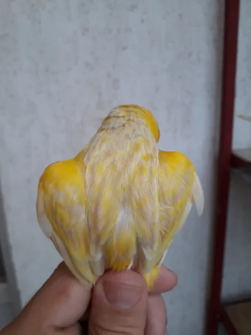 Canari satiné 