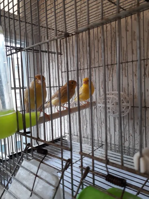 Canari satiné 