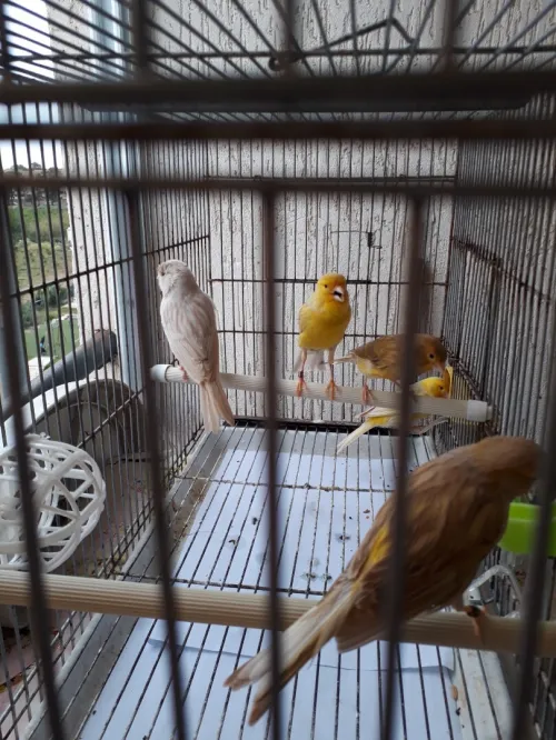 Canari satiné 