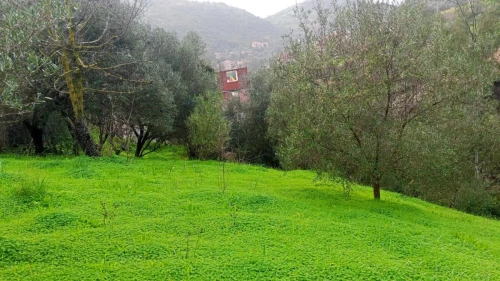 Vente Terrain Agricole Béjaïa Amizour