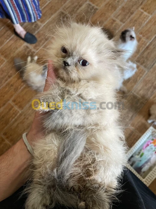 Chatons persan 