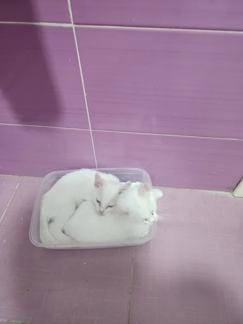 Chaton angora