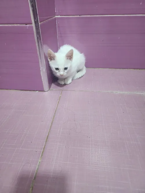 Chaton angora