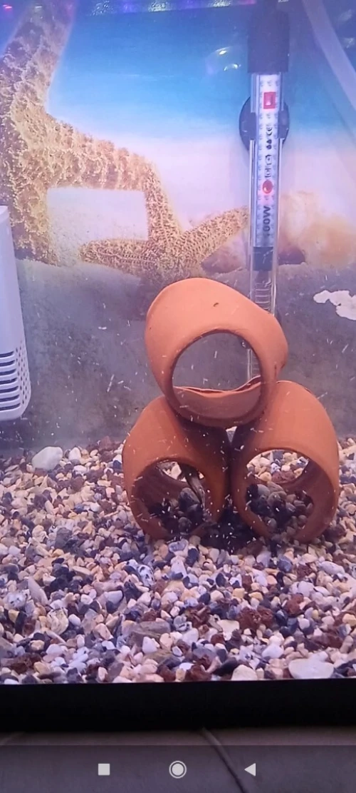 Aquarium avec 3 poissons
