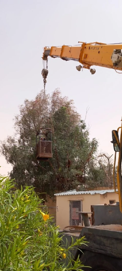 Abattage des arbres, Aménagement Espaces Verts. 